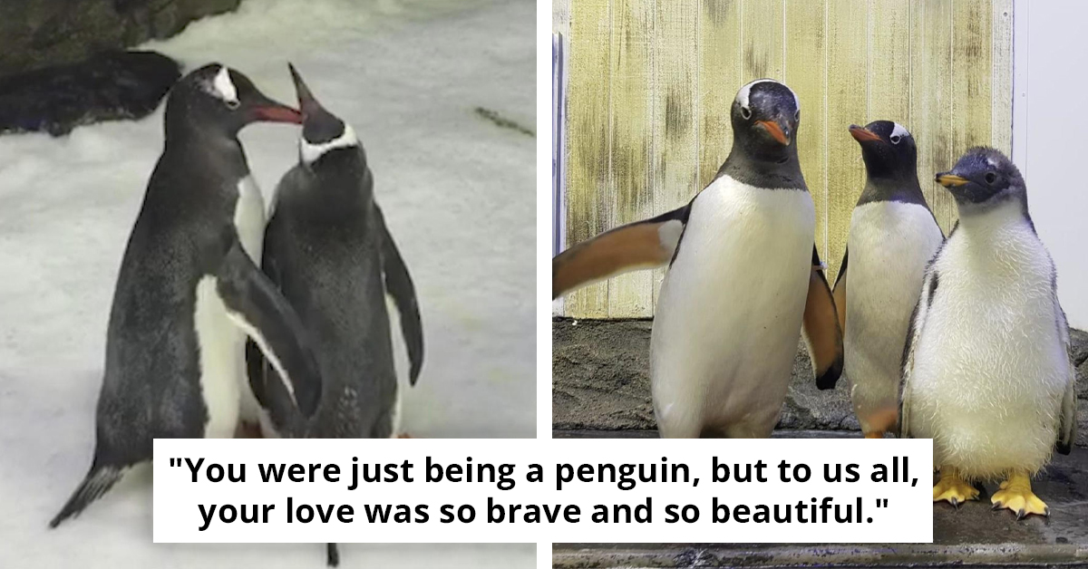 This Beloved Penguin Was Famous For A Fascinating Reason—And The World Is Morning Its Death