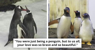 This Beloved Penguin Was Famous For A Fascinating Reason—And The World Is Mourning Its Death