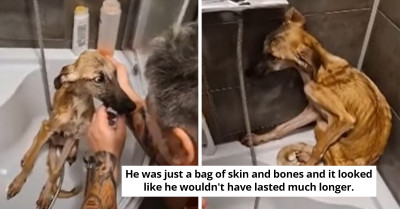 Severely Emaciated Dog Is Rescued By A Man Determined To Help Him Regain Trust In Humans