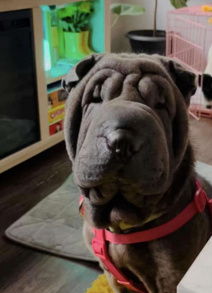 Peppa, a 6-month-old Chinese Shar-Pei, spent only a few days in the shelter, but it was a tough period for her. She couldn't get any sleep in an overcrowded facility.