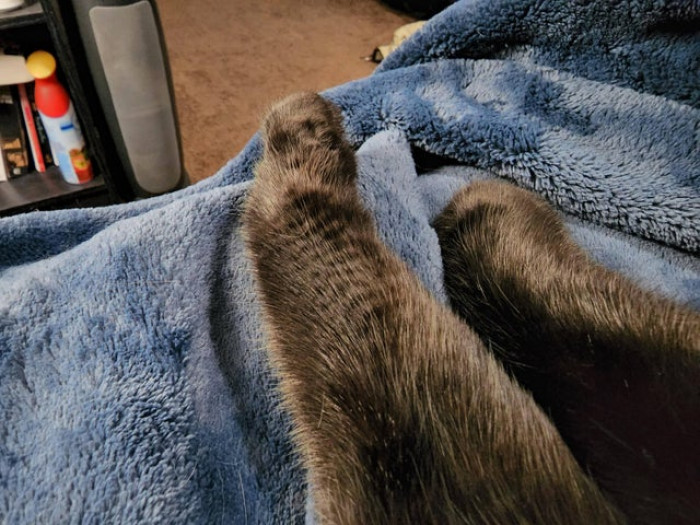 33. Does anyone else's void have these stripes/lines on the inside of their front legs?