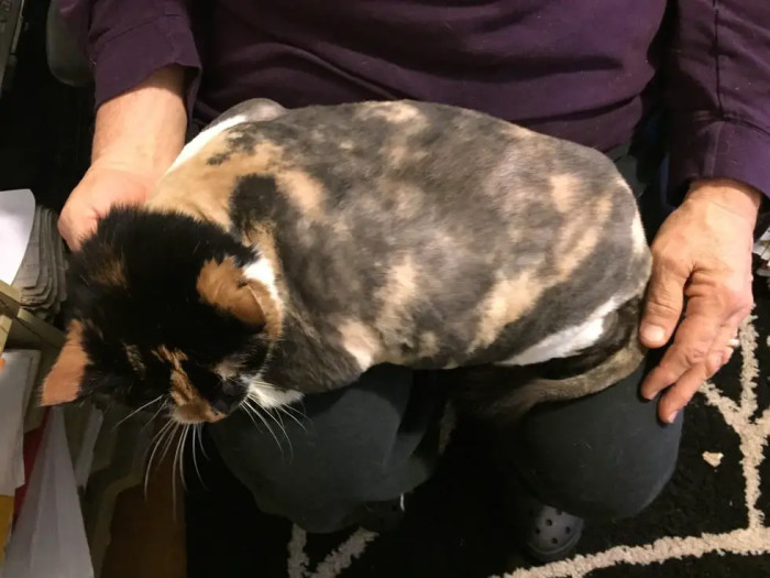 Hidey was given medication to make her drowsy