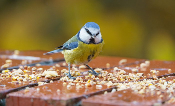 How a Bird’s Urinary System Works