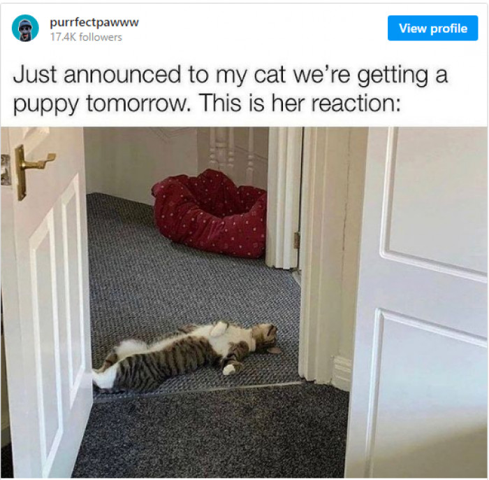 14. Well, this reaction shows that the cat doesn't want a pup sibling