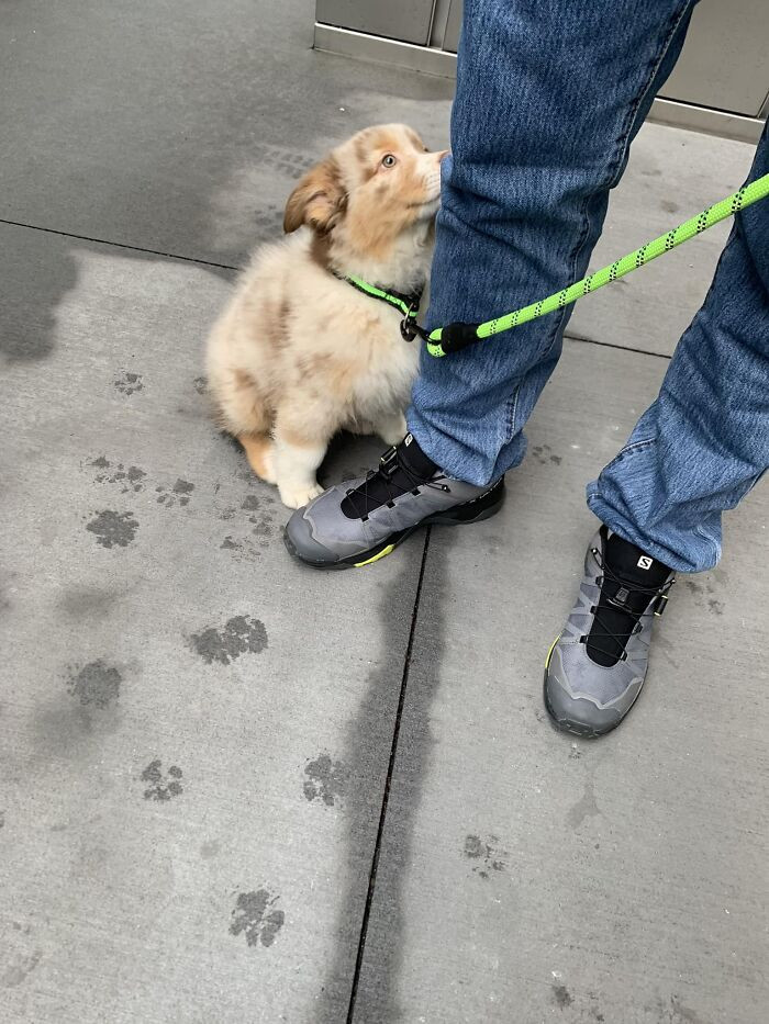 38. World Meet Cappuccino Aka Captain America - He’s 6 Weeks Old And On His Way To Brazil From Here In NYC