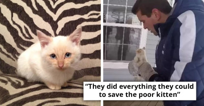 Family Saves Freezing Kitten From Certain Death On Thanksgiving Day
