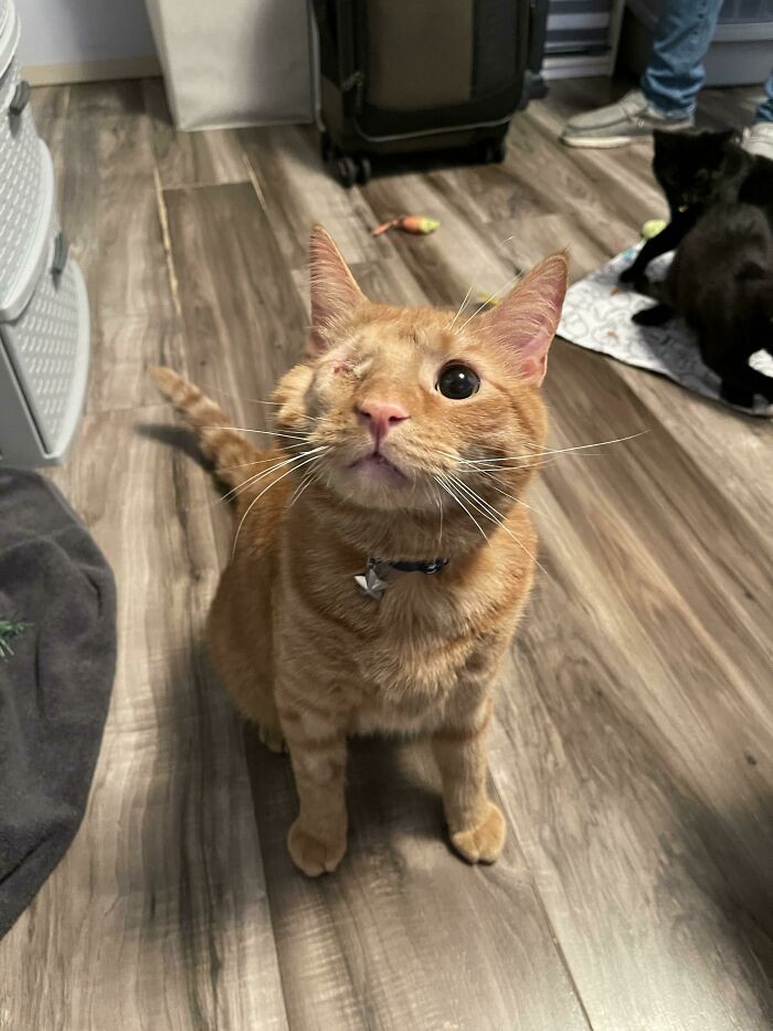 38. My Cat Was Attacked By A Bobcat Two Weeks Ago And Had One Of His Eyes Removed