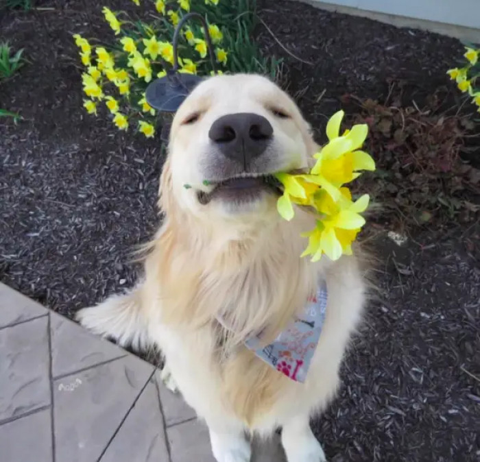 11. "Hello, Hooman! Flowers for you!"