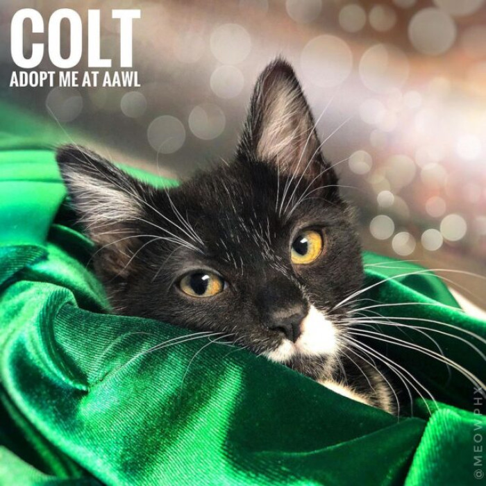 Jen has taken more than 5,000 photographs of adoptable animals