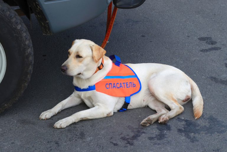 It's also the owner's responsibility to find opportunities for potty breaks.