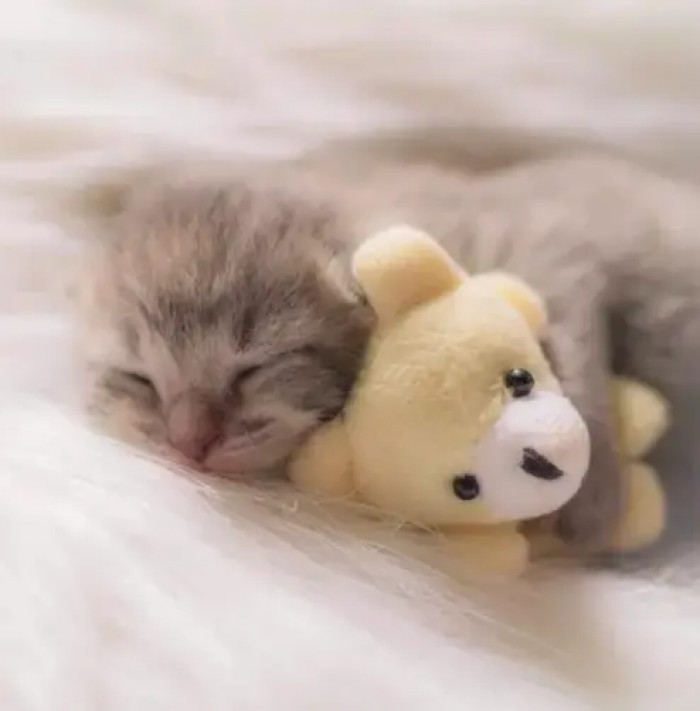 Naptime is incomplete without its best friend