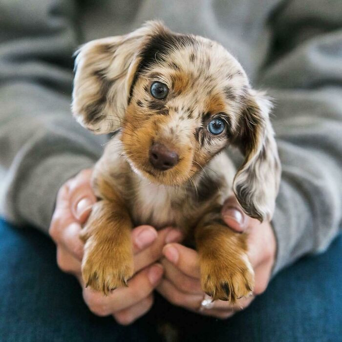 "Lovely Little Dachshund"