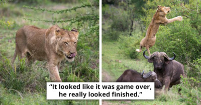 Hunting Lion Is In For A Surprise As He Gets Flipped Into The Air Just As He Dug His Teeth Into A Buffalo