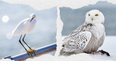 22 White Birds: Small and Large Species to Identify