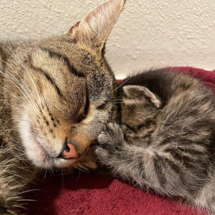 She was a street cat when she gave birth to six wonderful kittens