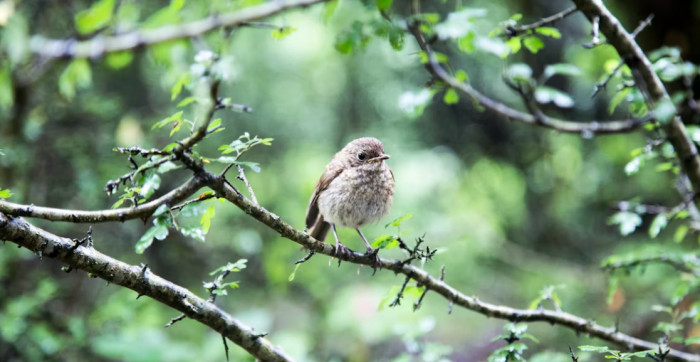 How Birds Differ From Other Living Reptiles