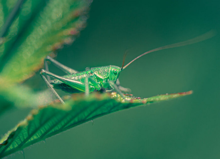 11. Bush Cricket
