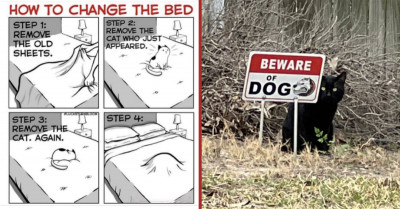 21 Of The Funniest And The Most Relatable Posts About Cats And Dogs