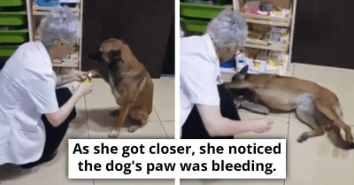 Injured Stray Dog Walks Into Pharmacy Seeking Help For Her Injured Paw
