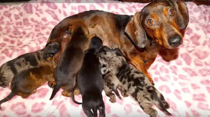 Maria successfully gave birth to seven healthy and vibrant puppies.
