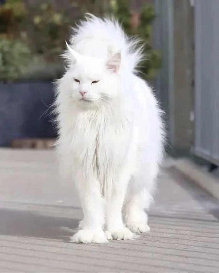 Are white Maine Coons rare?