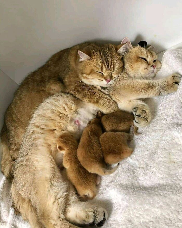 30. Cat Family...