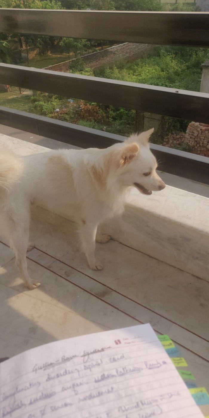 17. Dogs are a blessing