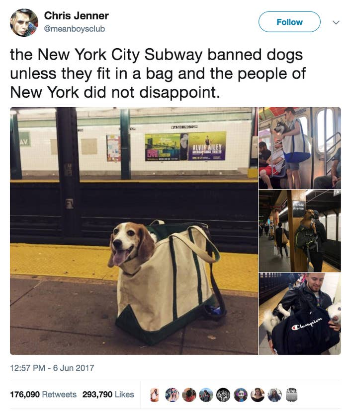 These pooches don't mind being kept in bags as long as they get to hang out with their owners while they galivant around the big old city
