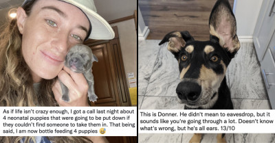 10 Rufferific and Wholesome Dog Tweets for People Who Need a Pick-Me-Up During a Crazy and Hectic Week