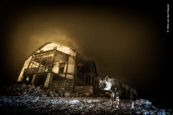 “Ghost Town Visitor” By Wim Van Den Heever