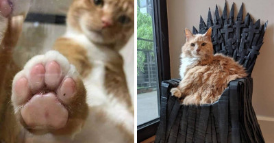 10 Random Cat Posts That Will Brighten Your Day By A Millionfold