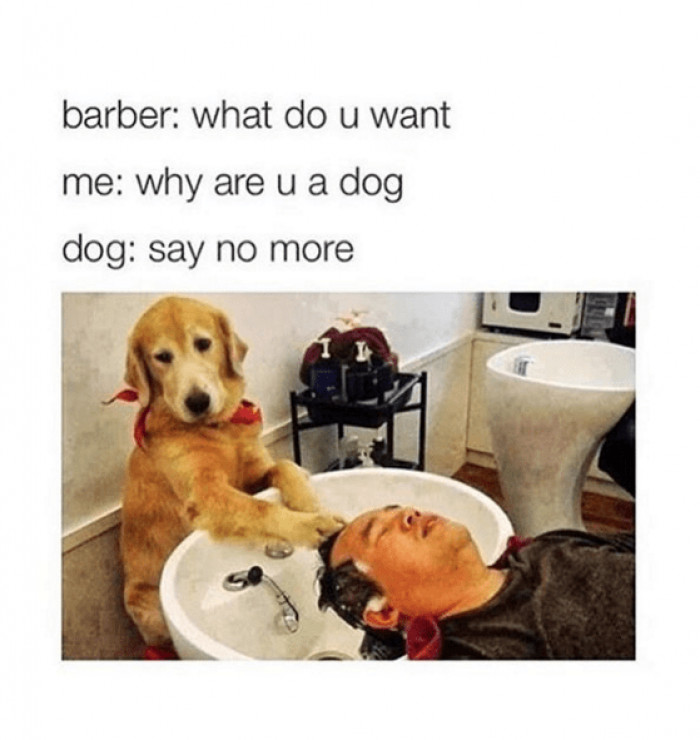 1. When a dog is your barber...
