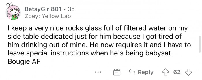 Spoiled dogs that have preferences like this are my favorite.