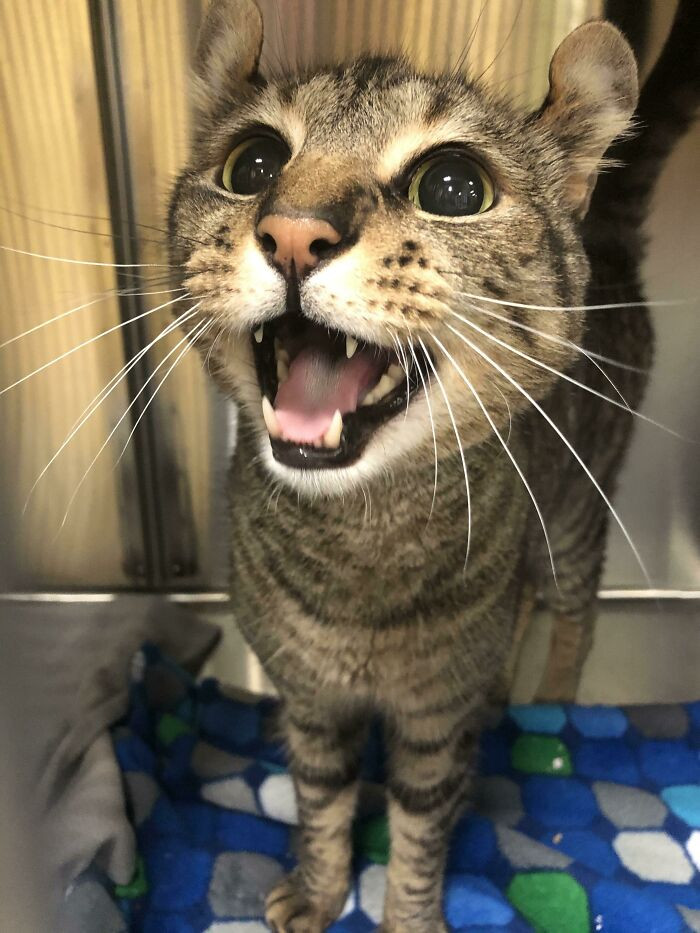 23. Hobbes wants to let you know that he has never been fed his whole life.