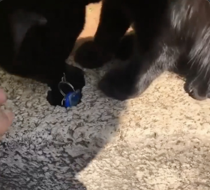 It took a few attempts, but he was able to grab the keys at last