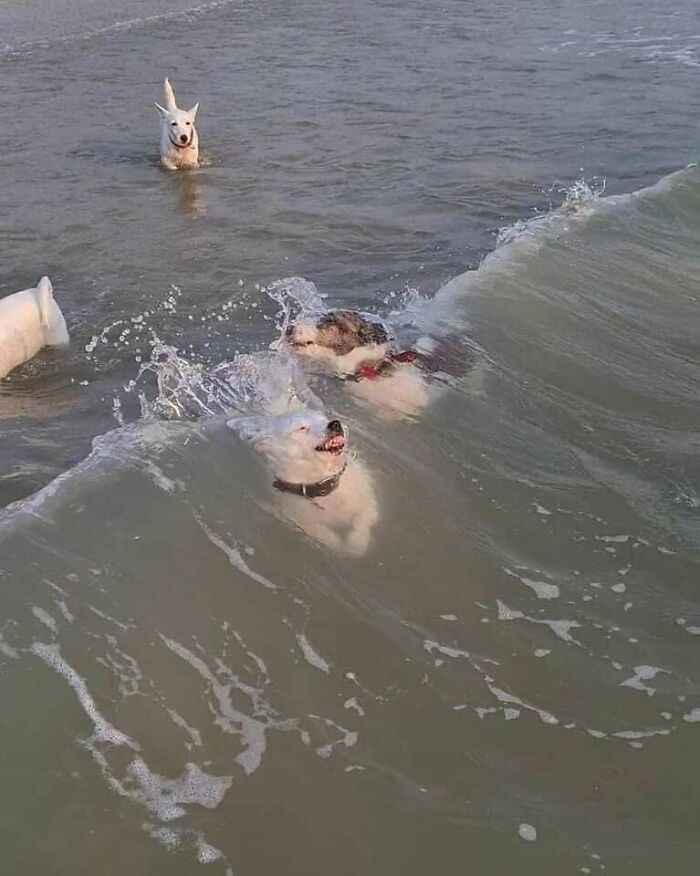 17. Doggo against the wave.