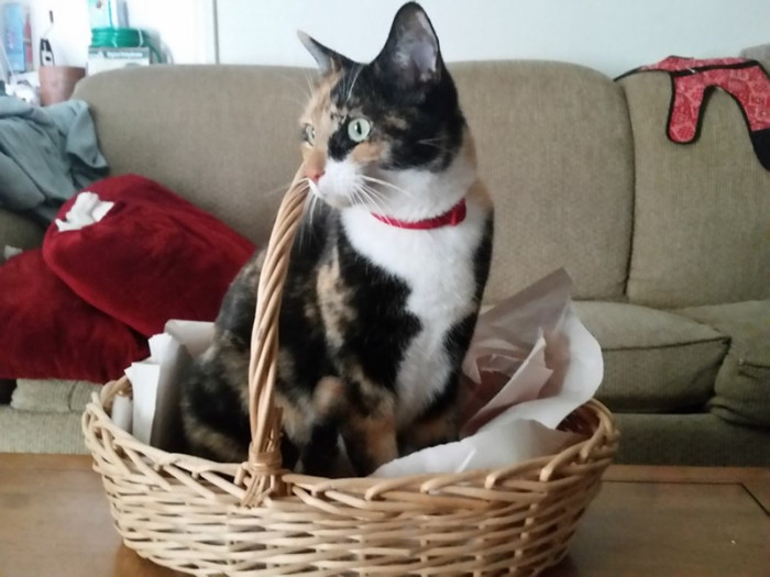 5. Is the hooman here yet 'cause I still want to stay here a little...