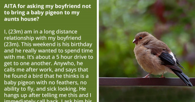 Redditor Refuses To Let Her BF Bring Baby Pigeon To Her Aunt's House Because Her Cat Has A High Prey Drive