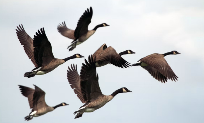 Why Birds Are Not Mammals