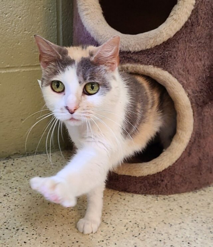 Now they are up for adoption or fostering