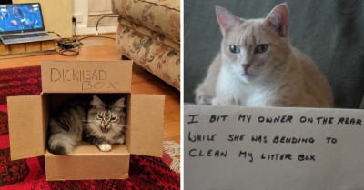 Enjoy These 45 Photos Of Hilarious Cat Memes That Will Make Your Day