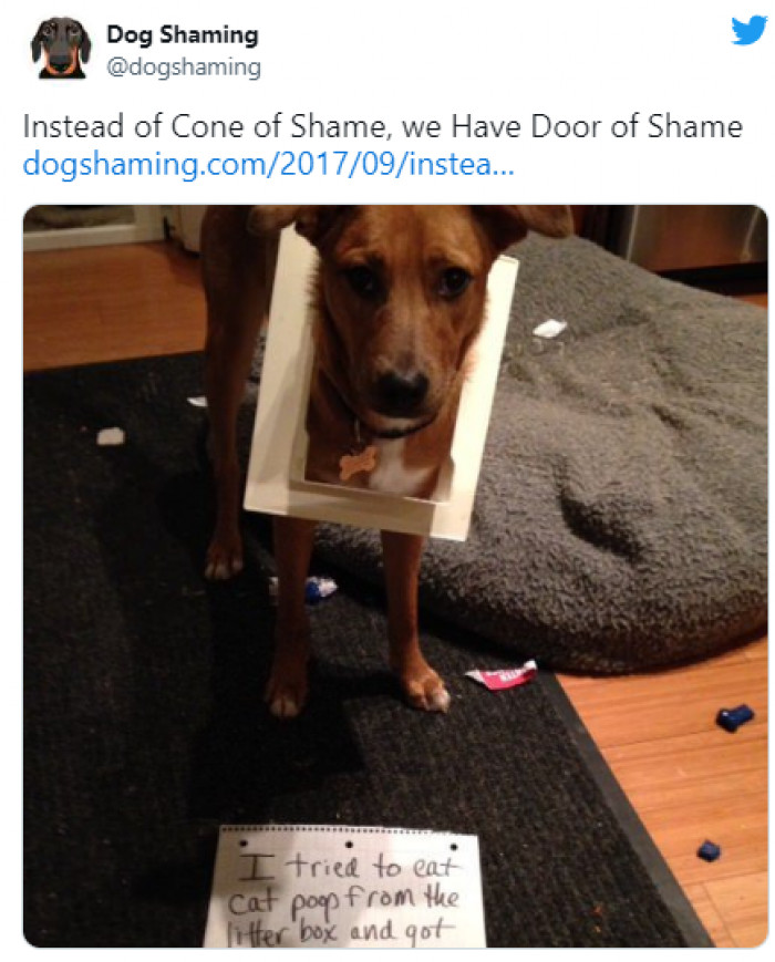 14. This remorseful dog whose head got jammed in a kitty litter door: