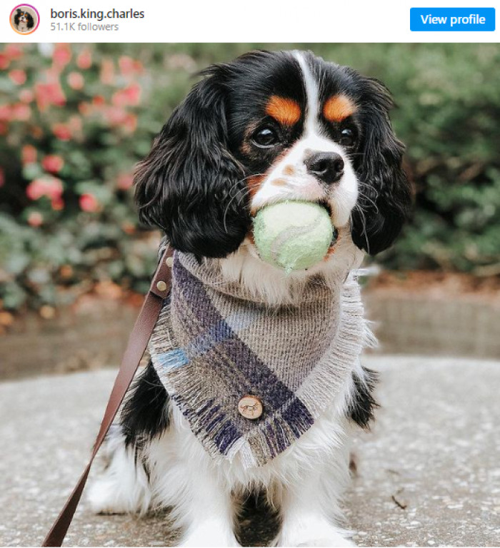 6. Boris, who manages to look dapper even while performing the most basic of tasks.