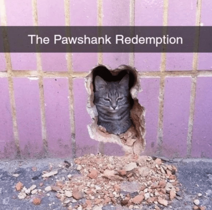 9. Can someone please explain how this cat ended up here...