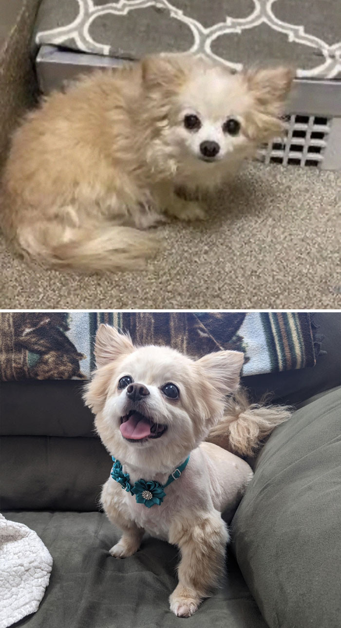 12. Adopted Last Week. From Pound Pup To Pampered Pooch. Chloe Bear