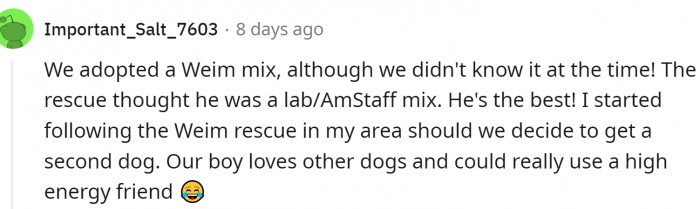 One Weimaraner mix made one family very happy