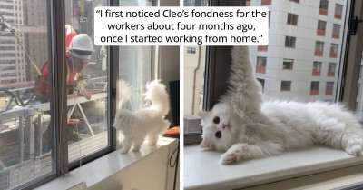 Adorable Cat Was So Fascinated By Construction Workers Outside Her Building That Her Mom Just Had To Share The Reaction With Everyone