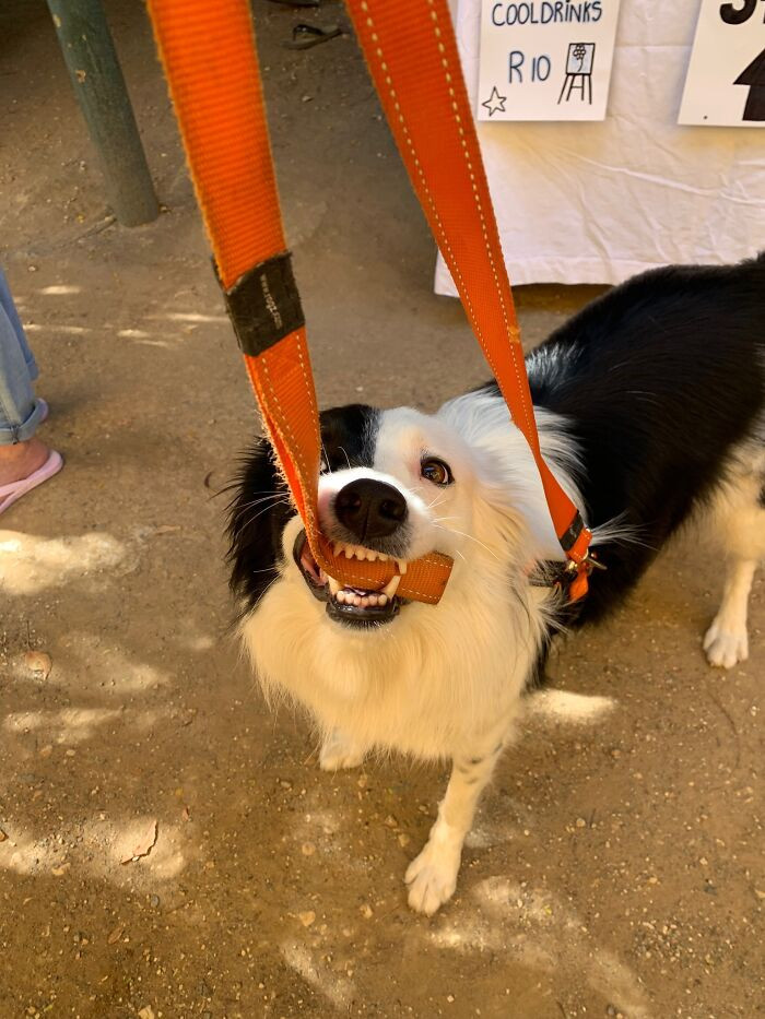 31. This Is Olive, She’s Ungovernable