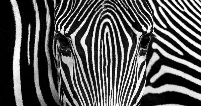 “Grevy's Zebra Optical Illusion” By Alessandro Marena