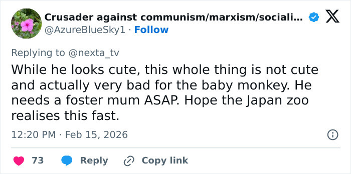 This looks cute, but it's actually not cute for the monkey...he needs a foster mom ASAP,